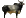 Boi Zebu